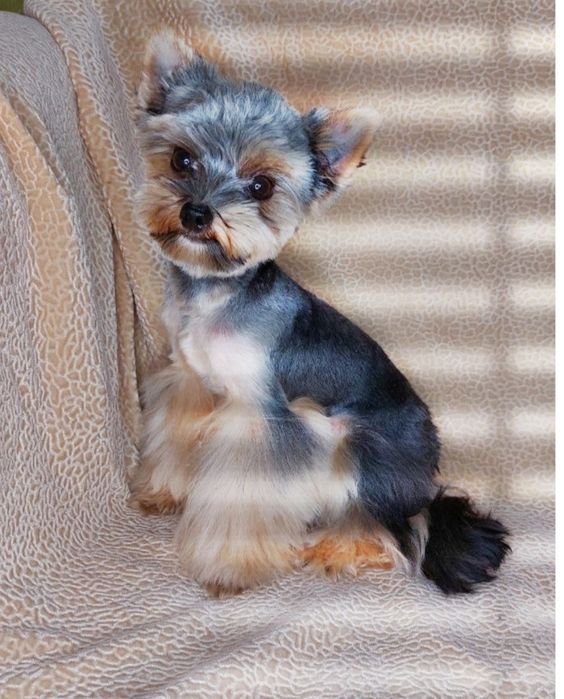 Щенки йоркширского терьера миники