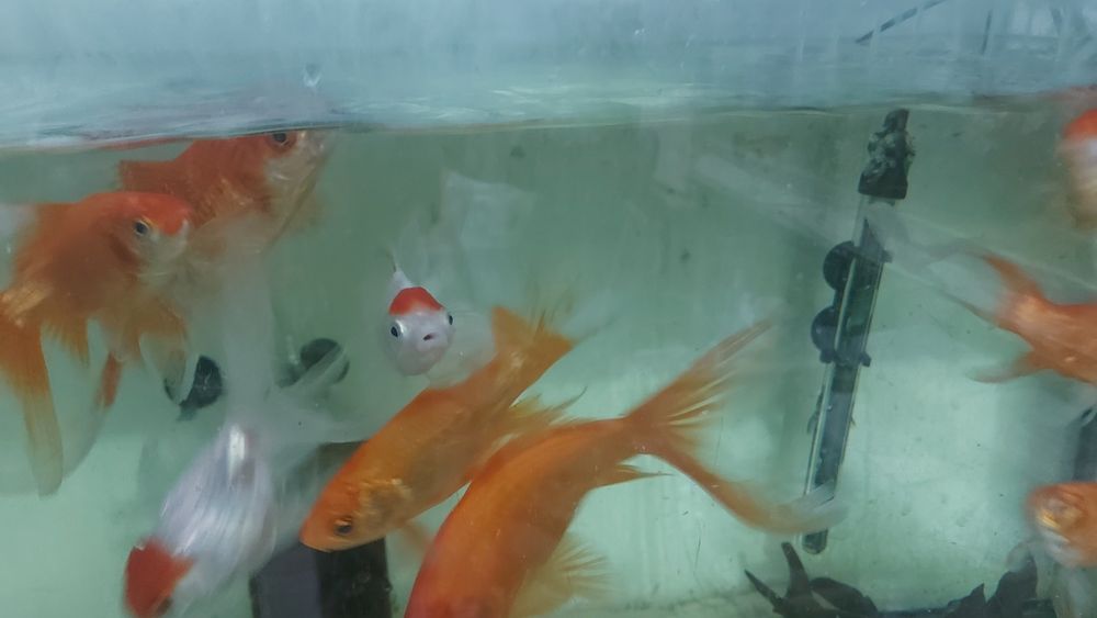 Super carasi mari portocalii