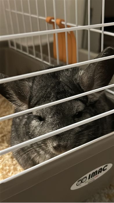 Vând Chinchilla mascul