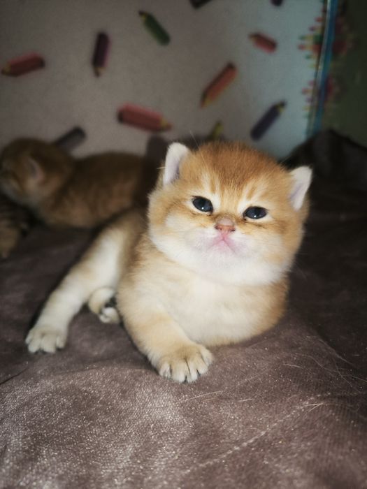 Mushuk bolalari sotiladi britanski zolotaya shinshila ny12