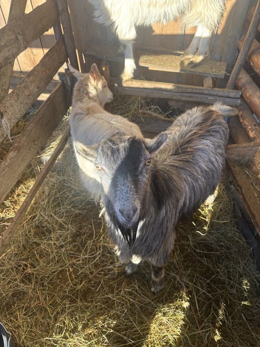 Vand 3 capre si un tap