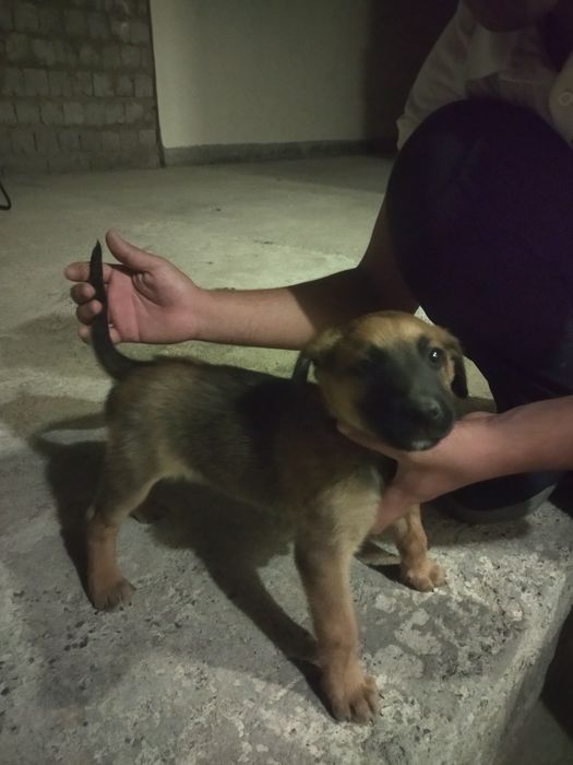 Malinua 2 oylik Samarqandda erkak