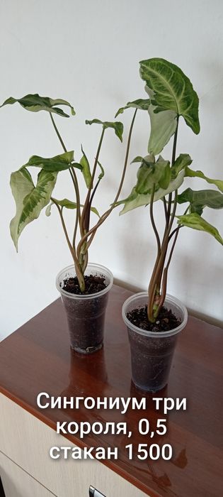 Продам комнатные цветы