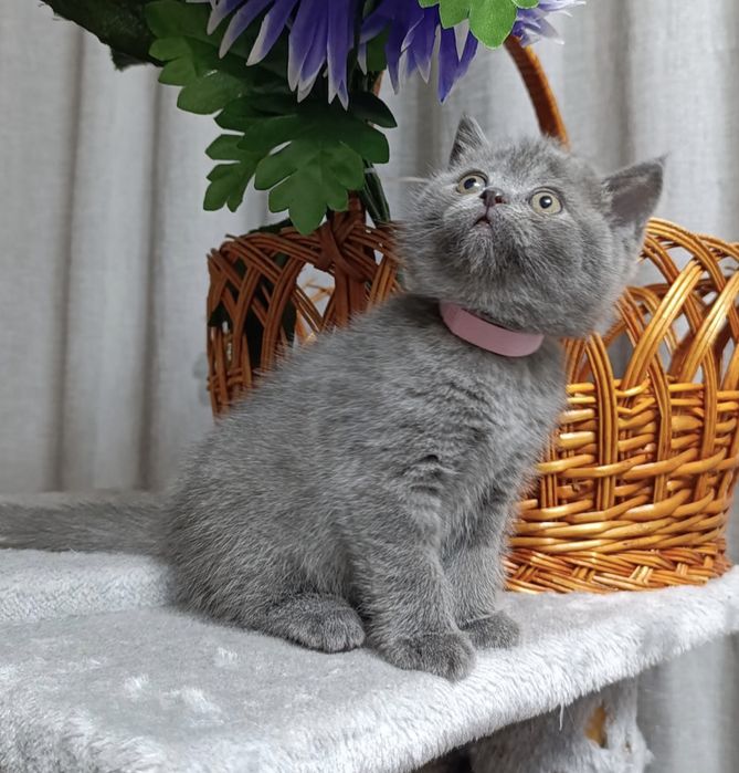 British shorthair