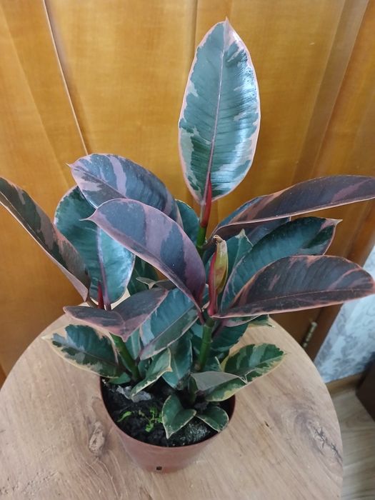 Антуриум комнатные цветы