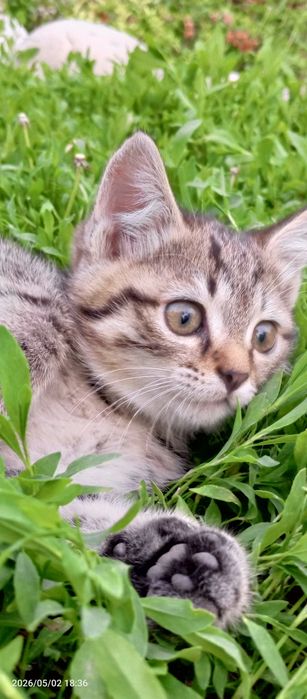 Полубританцы котята шикарные