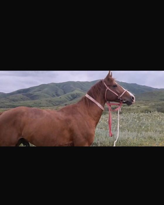 Араб пен Акалтеке шатыс