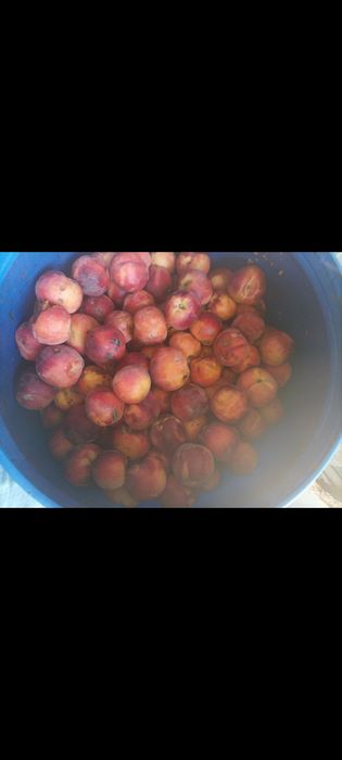 Piersici,caise ,nectarine