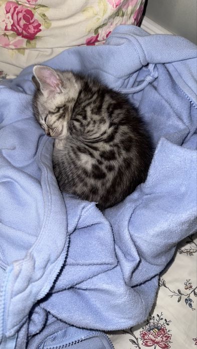 Продам котенка Бенгал