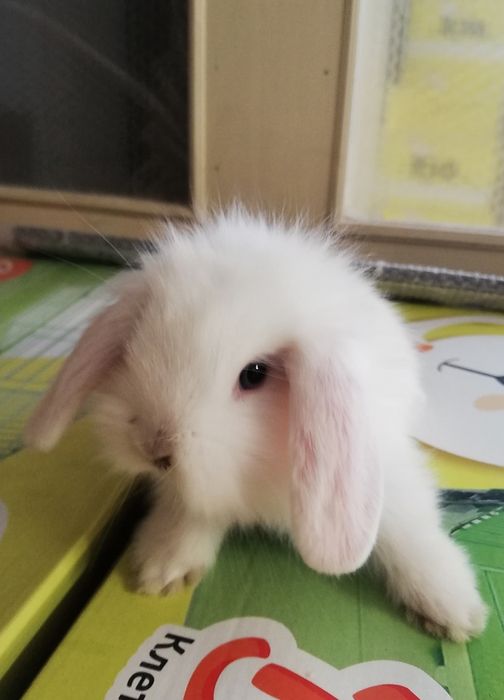 Кролик декоративный