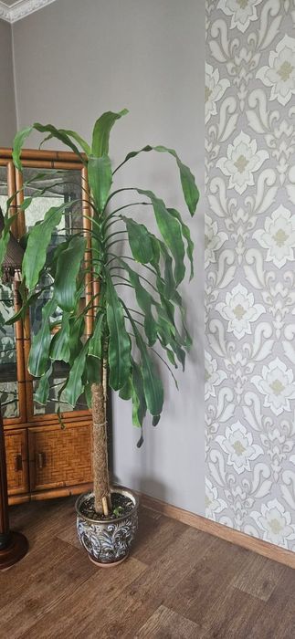 Продам драцену вместе с горшком