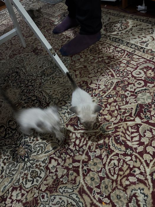 Отдам котят все мальчики