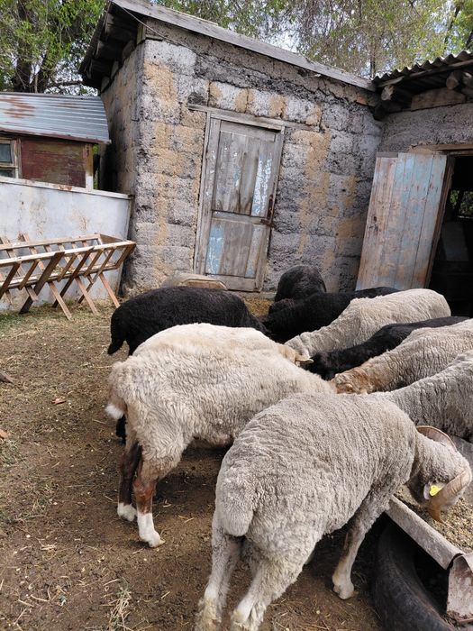 Семіз қошқарлар, Ісек қой  сатылады