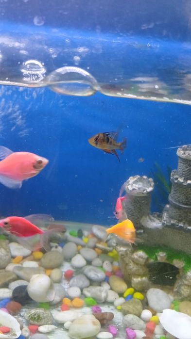 Аквариум с рыбками!