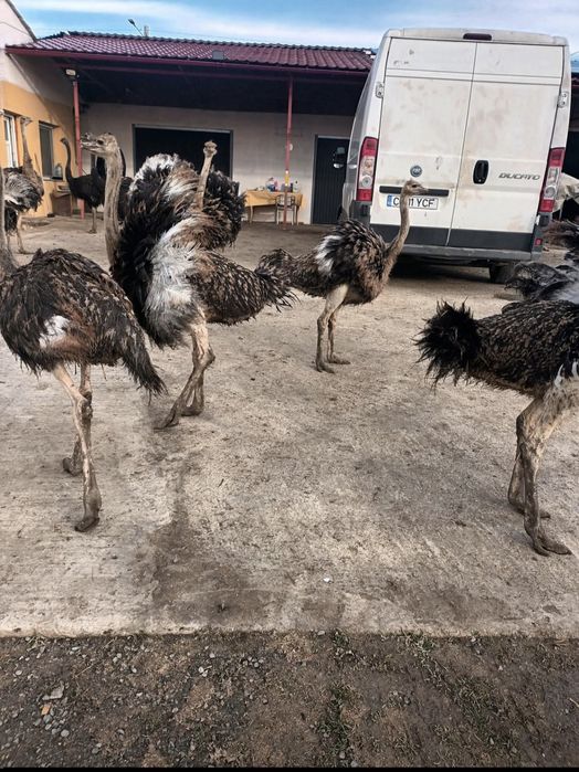 Urgent Struți 6 luni