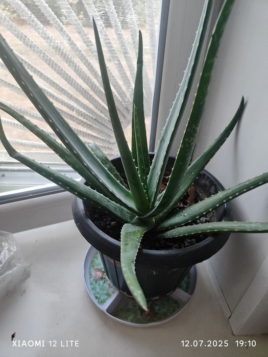 Алое Вера растение лечебное 7 лет