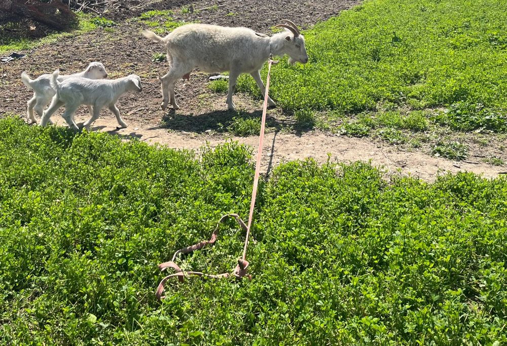 Эчки сотилади срочно