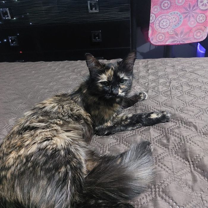 Отдам в добрые руки