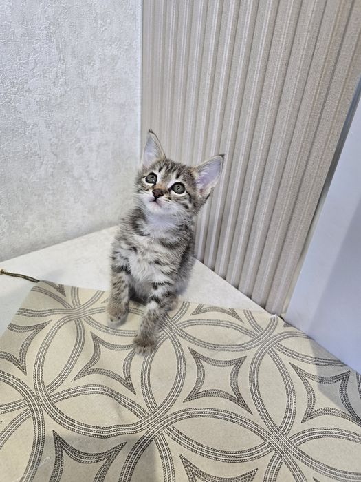 Отдаём котят мальчик и девочка, в добрые  и  ответственные  руки.