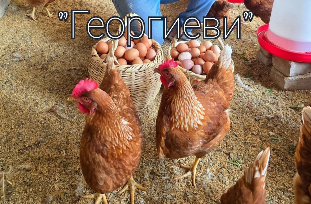 Продавам кокошки носачки ломан браун