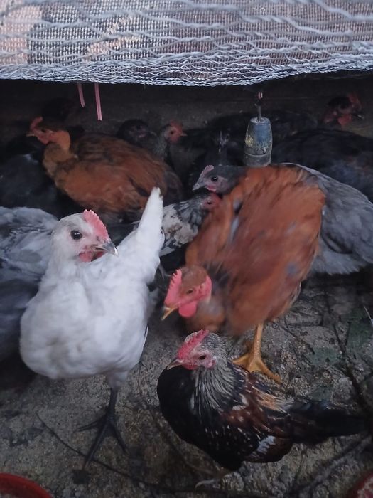 Cocoșei tineri de tara