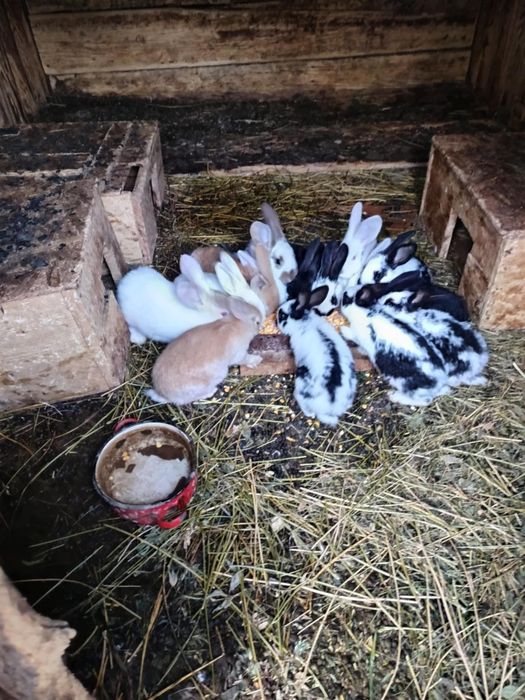 Iepurași de 1 kg