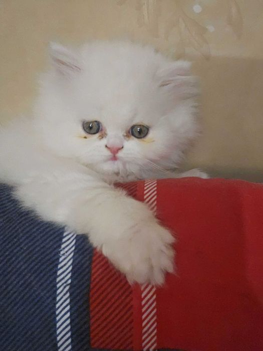 Персийска котка