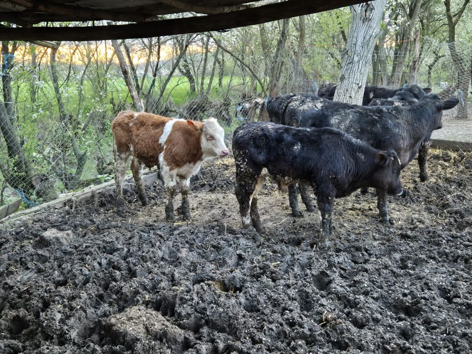 Disponibili viței 120-180kg