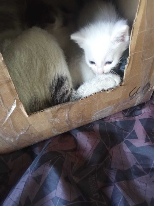 Отдам котят в хорошие руки
