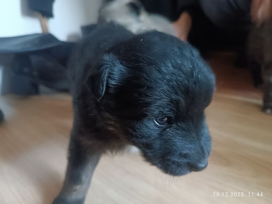 Отдам щенков месячные