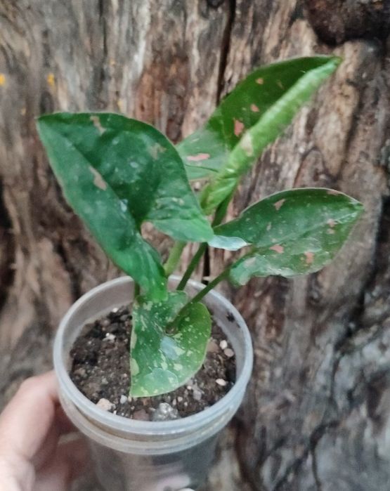 Сингониумы- растения комнатные