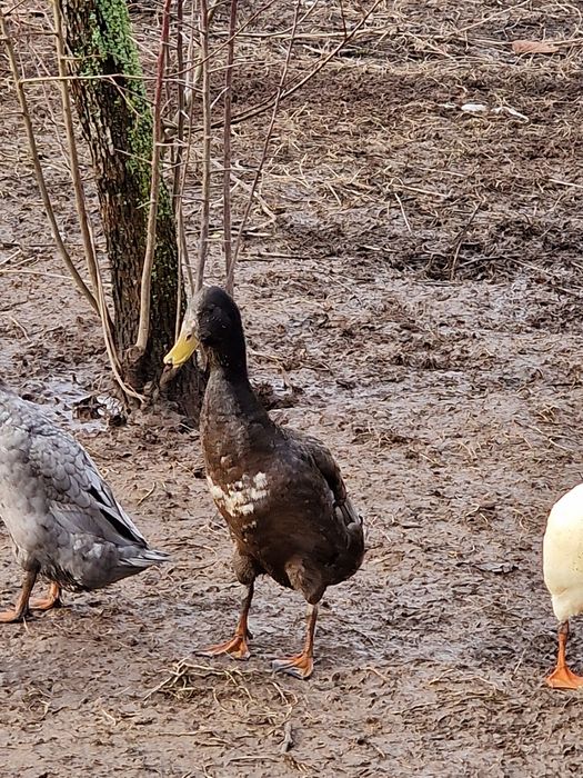 Rate alergătoare indiene, judetul Bihor