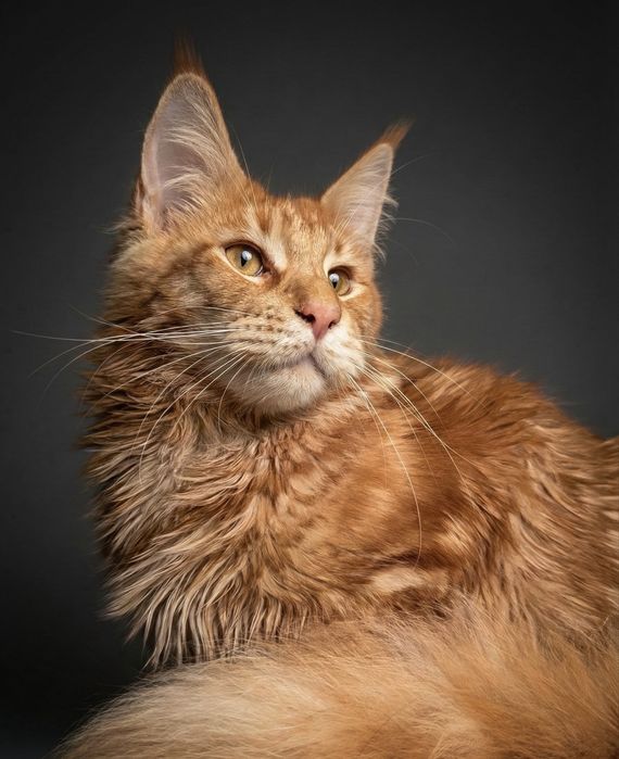 Мейнкун ,2 мальчика