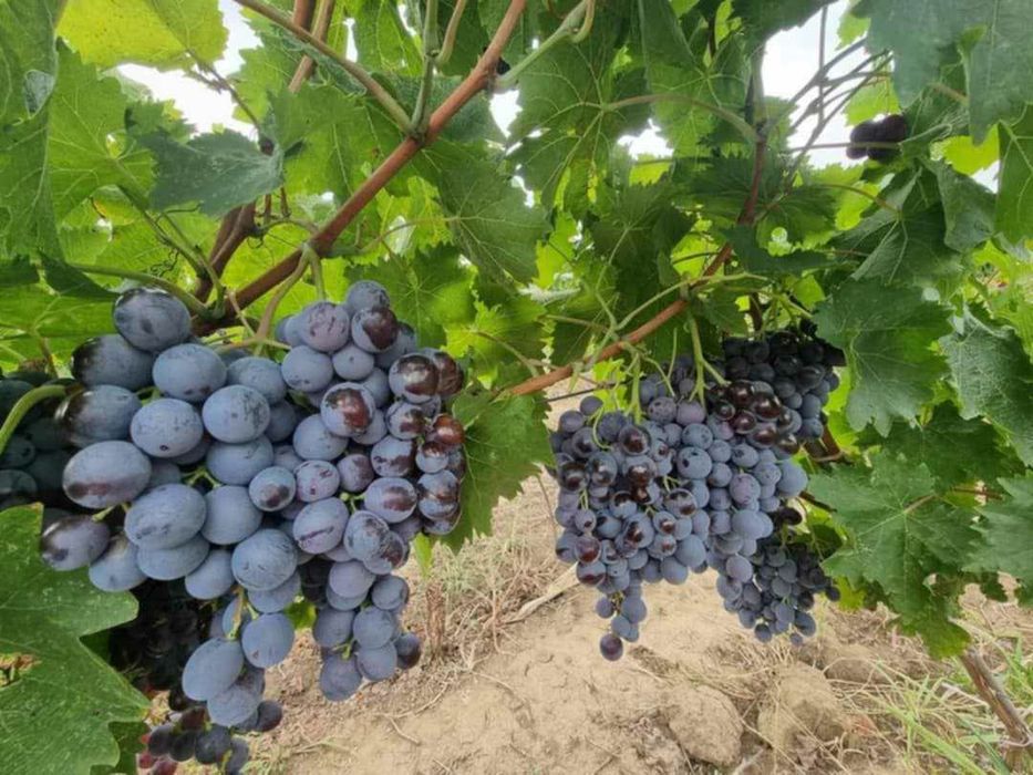 Butasi de vită de vie nu mai la 5 lei buc