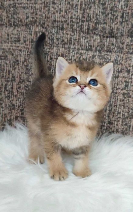 золотая шиншила скотиш страйт текированный мальчик