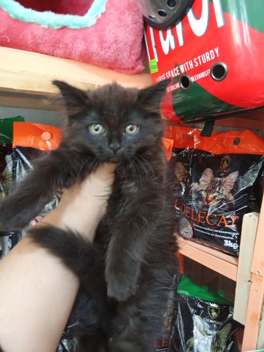 100 mingdan muwukchalar