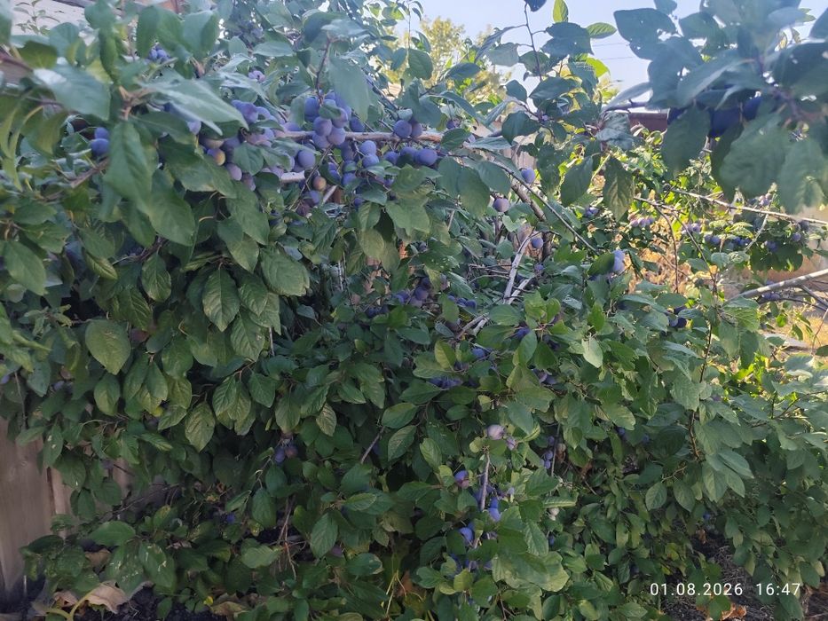 Продам Дом поселок нахаловка
