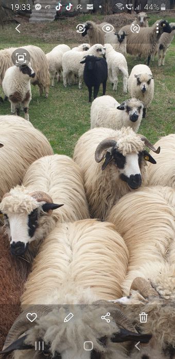 Berbecuț pentru pastrama