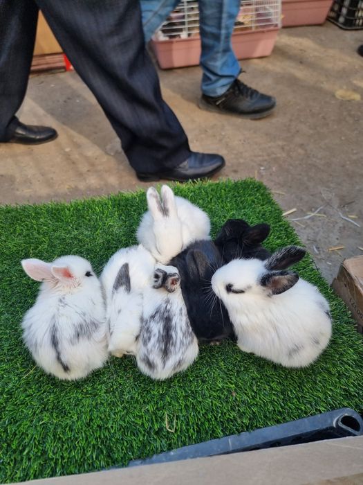 Quyon bolalari sotiladi soglom