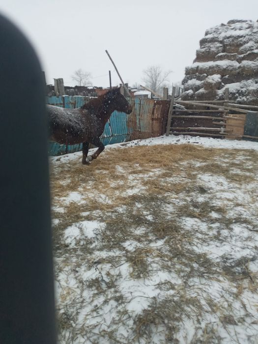 Продам кобылу...