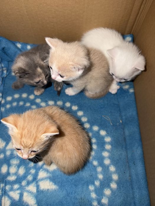 Отдам котят в добрые руки