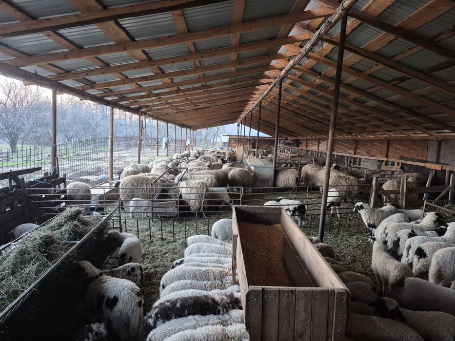 Vând oi grase și miei