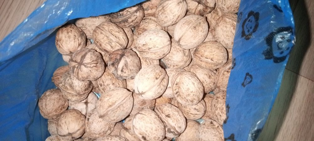 Орехи грецкие продам.