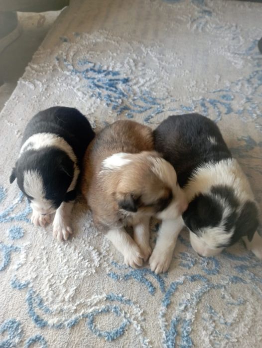 Кушиктер сатылады