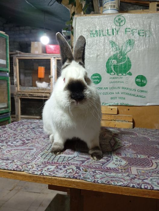 Kaliforniya quyonlari