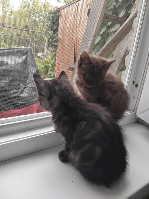 Продам шотландских котят