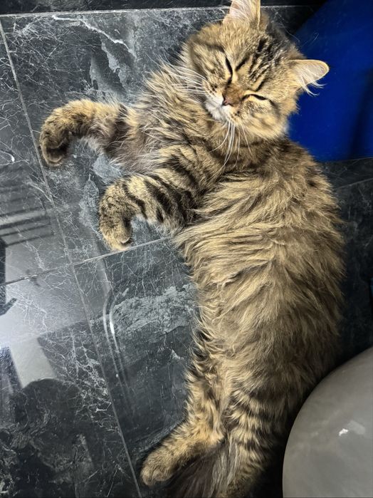 СРОЧНО отдам кота в добрые руки