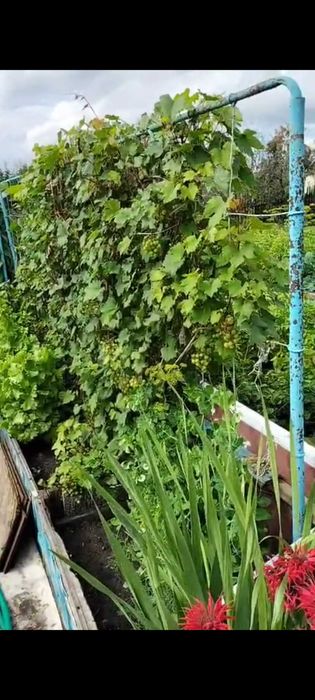 Продам дачу ПК СТ Борки