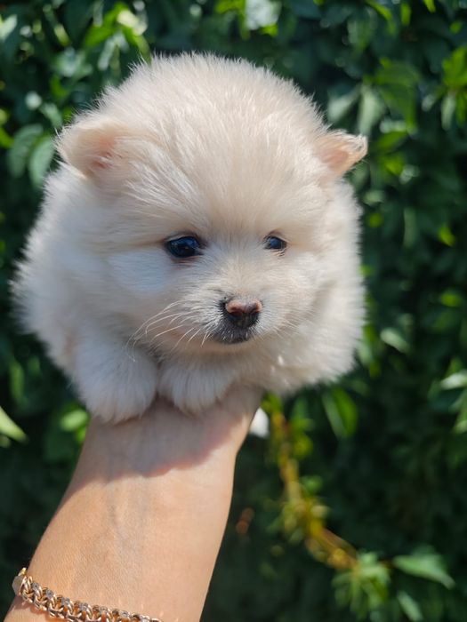 Очаровательные щенки шпица.