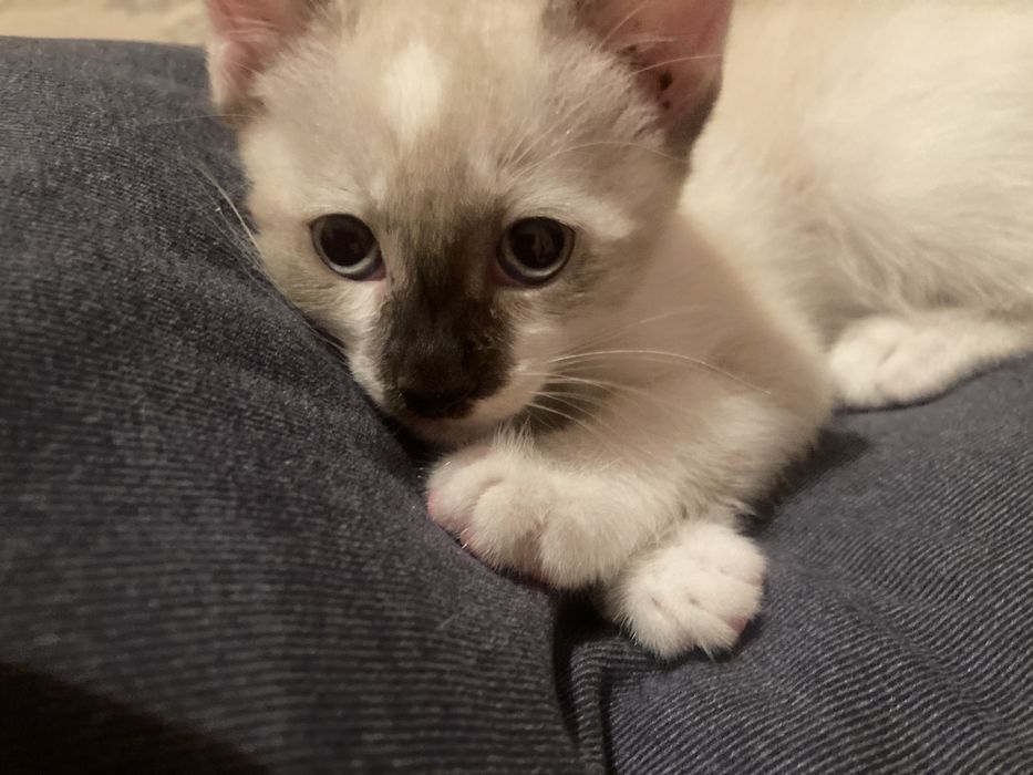 котёнка, 2 мес, девочка